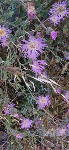 morocco knapweed (Volutaria muricata)