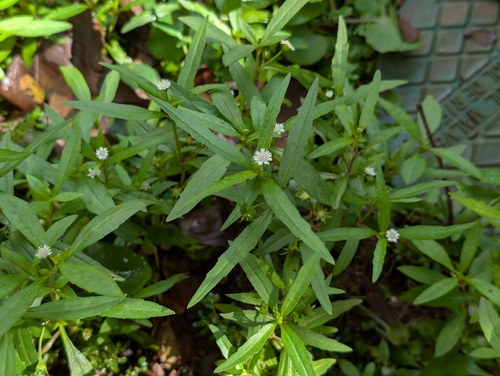 Eclipta alba observed 2026-04-11