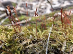 Entodon cladorrhizans