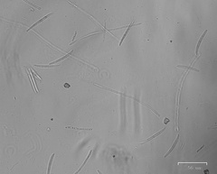 Fusicolla merismoides