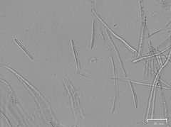 Fusicolla merismoides