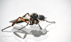 Bibio articulatus