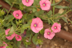Linum pubescens, photograph (c) Chaym Turak, some rights reserved (CC BY-SA)
