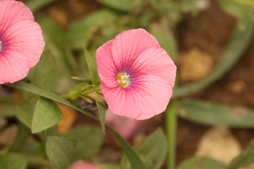 Hairy Pink Flax (Linum pubescens)