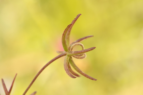 Rhagadiolus stellatus, photograph 4
