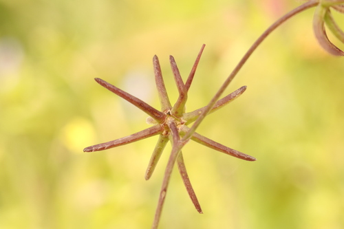 Rhagadiolus stellatus, photograph 2