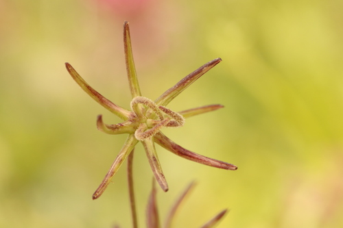 Star Hawkbit (Rhagadiolus stellatus)