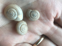 Helminthoglypta vasquezi