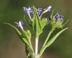 Conostomium natalense image