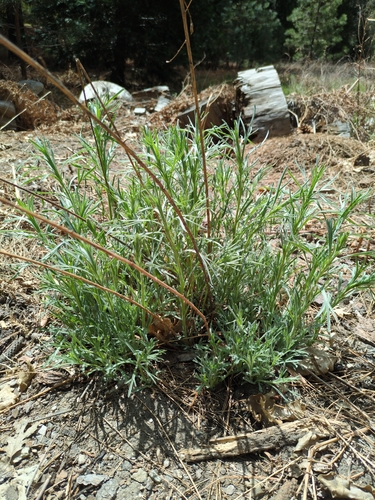 iNaturalist observation photo of Tarragon