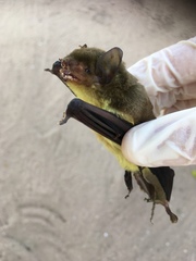 Scotophilus dinganii