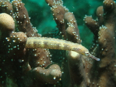 Corythoichthys haematopterus