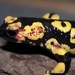 Portuguese Fire Salamander - Photo (c) 1999 Henk Wallays, some rights reserved (CC BY-NC)