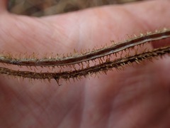 Mimosa microphylla