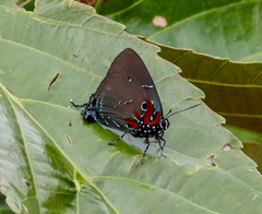 Atlides inachus