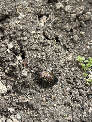 Carabus ulrichii