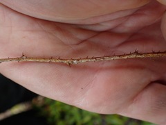Mimosa microphylla