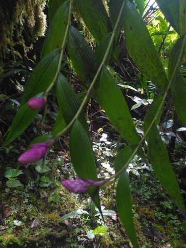 Elleanthus dussii Cogn.