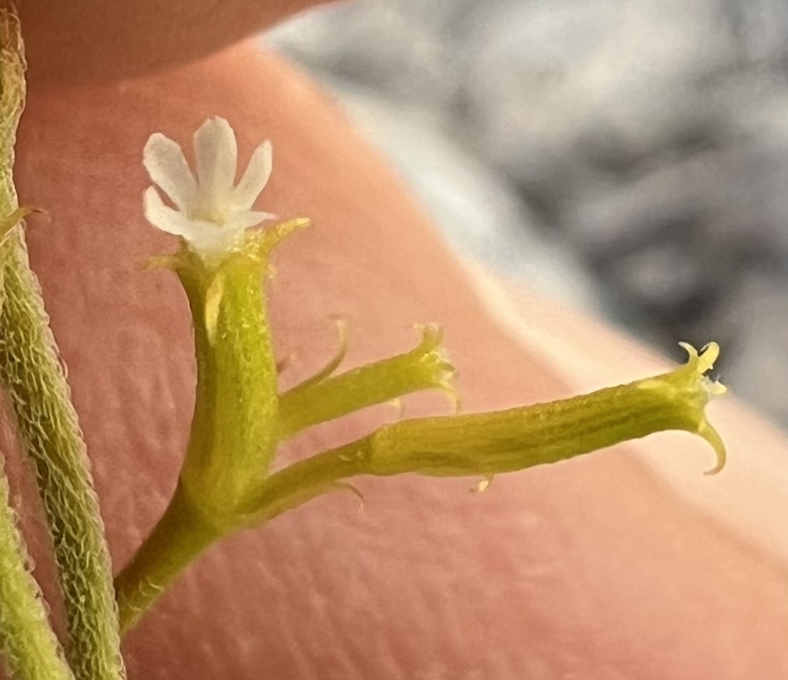 Brittle Spineflower (Chorizanthe brevicornu)