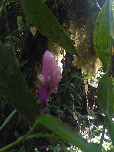 Elleanthus dussii Cogn. 2