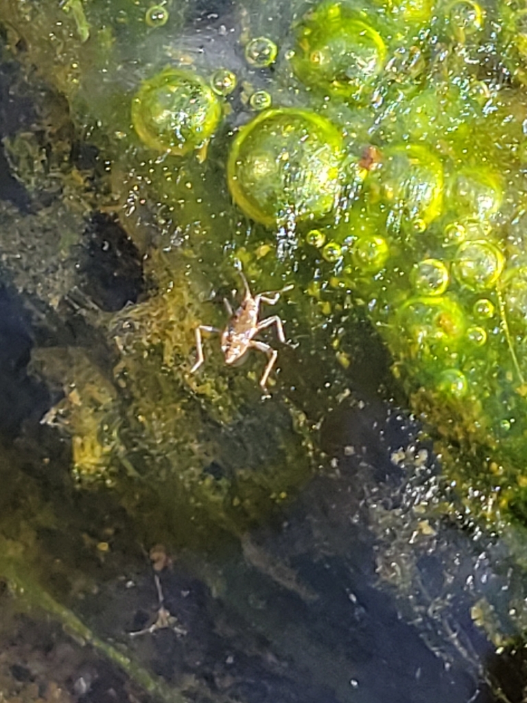 Microvelia americana