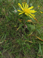 Grindelia stricta platyphylla