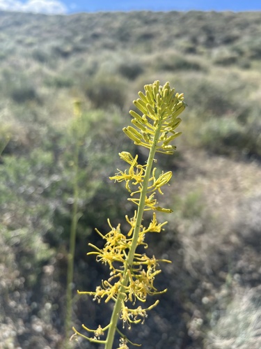 Panamint Prince's Plume (Stanleya elata)