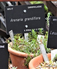 Arenaria grandiflora