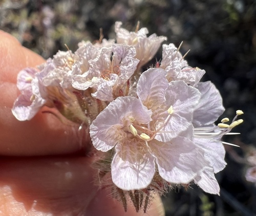 Death Valley Phacelia (Phacelia vallis)