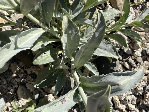 Mono Penstemon (Penstemon monoensis)