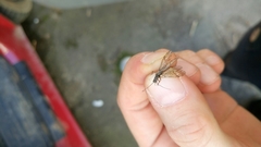 Plecoptera