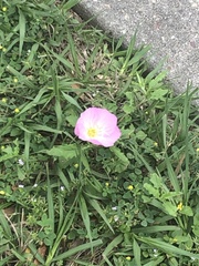 Oenothera speciosa