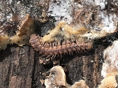 Polydesmus inconstans