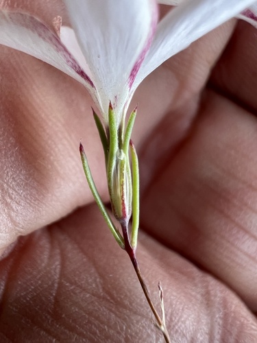 evening snow (Linanthus dichotomus)