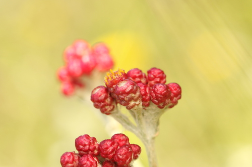 Scarlet Everlasting (Helichrysum sanguineum)