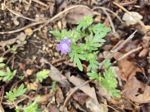 Brand's phacelia (Phacelia gilioides)