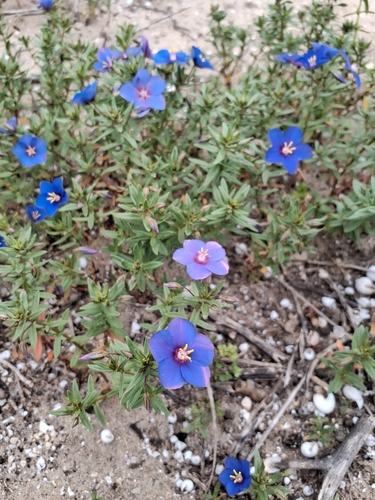 Flax-leaved Blue Pimpernel (Lysimachia monelli)