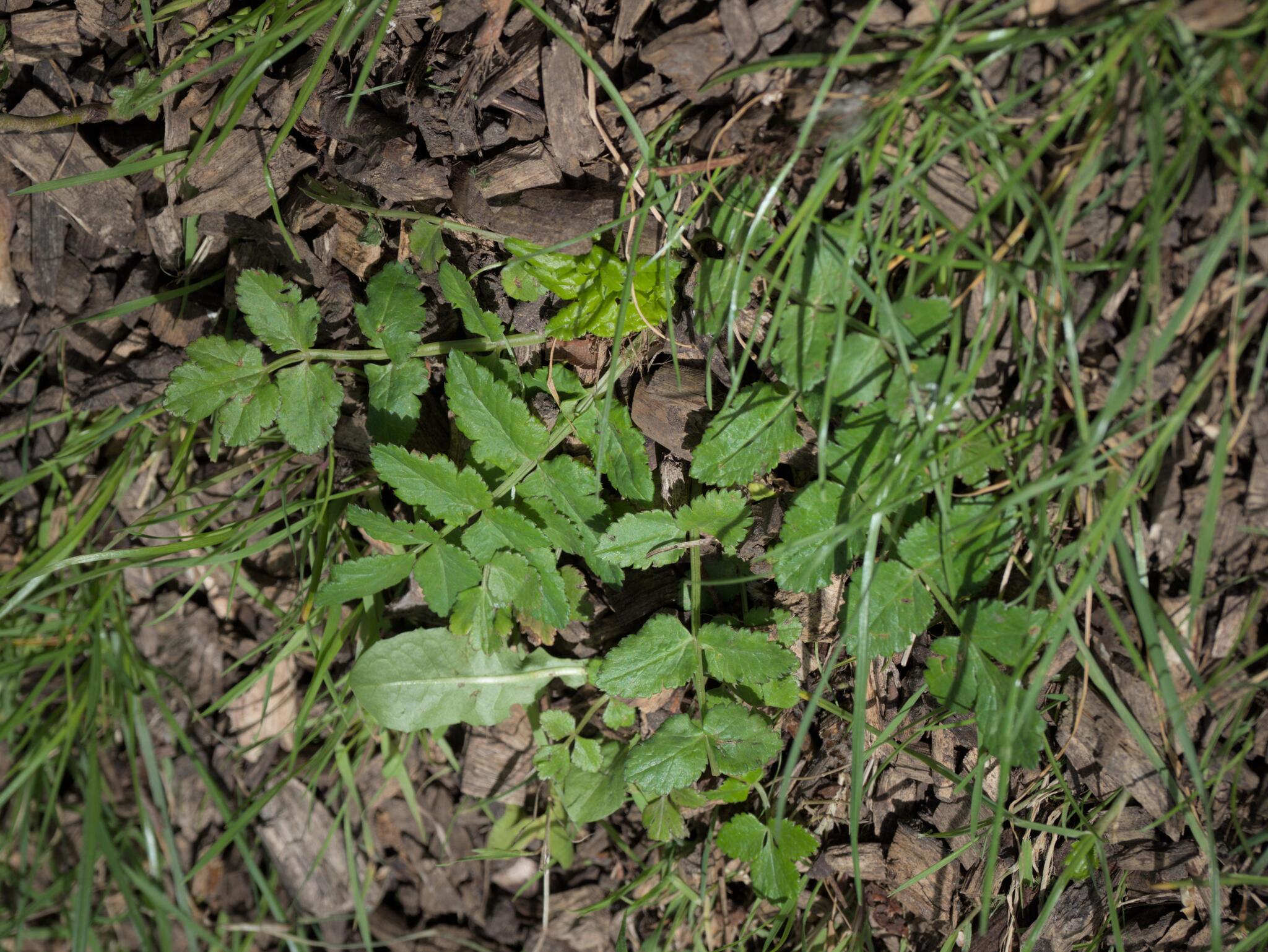 Sison Amomum (Sison amomum)