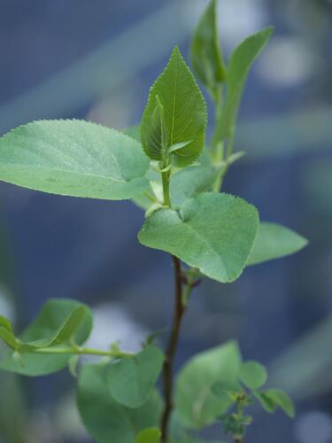 Italian alder (Alnus cordata)