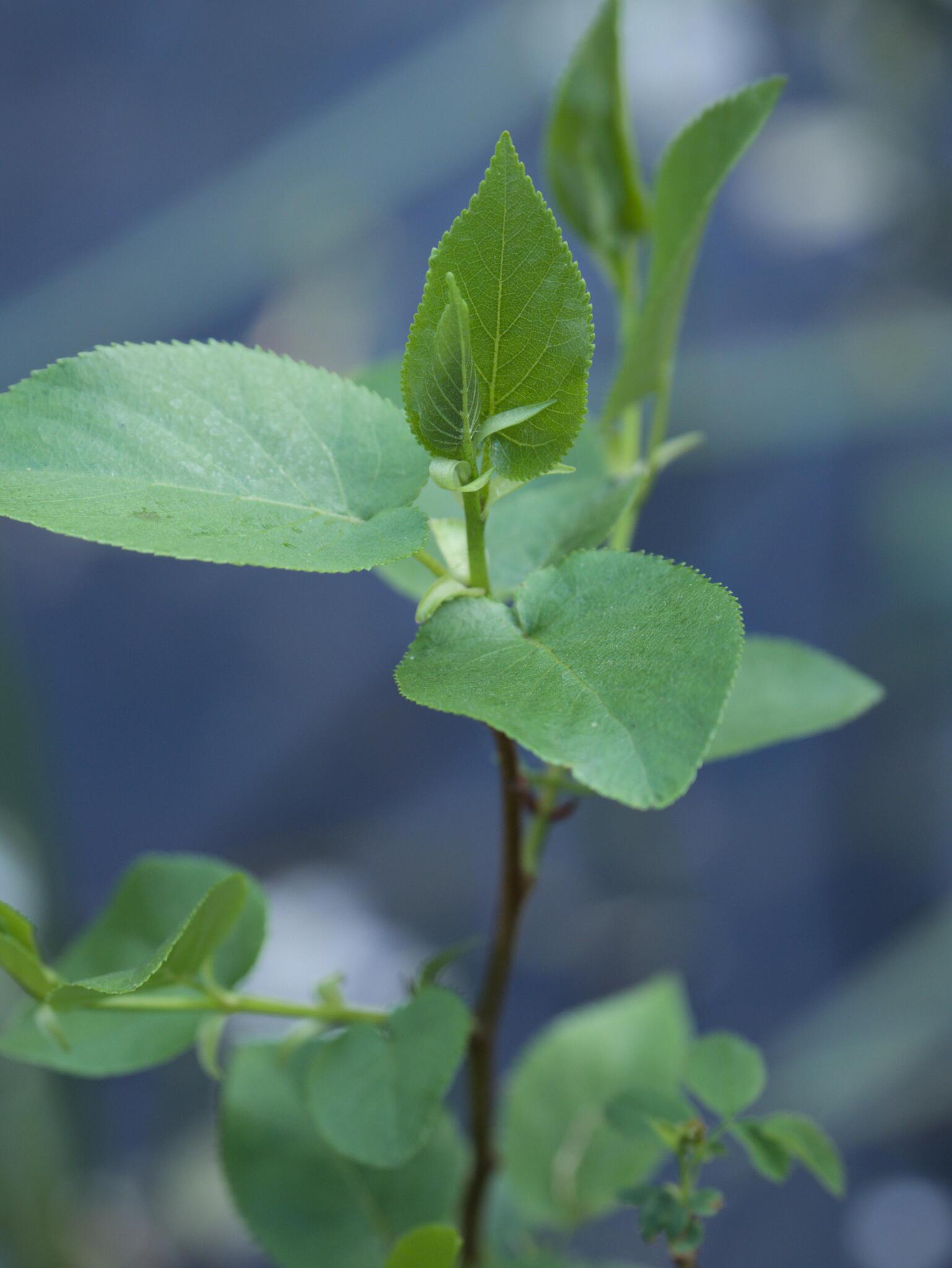 Italian Alder (Alnus cordata)