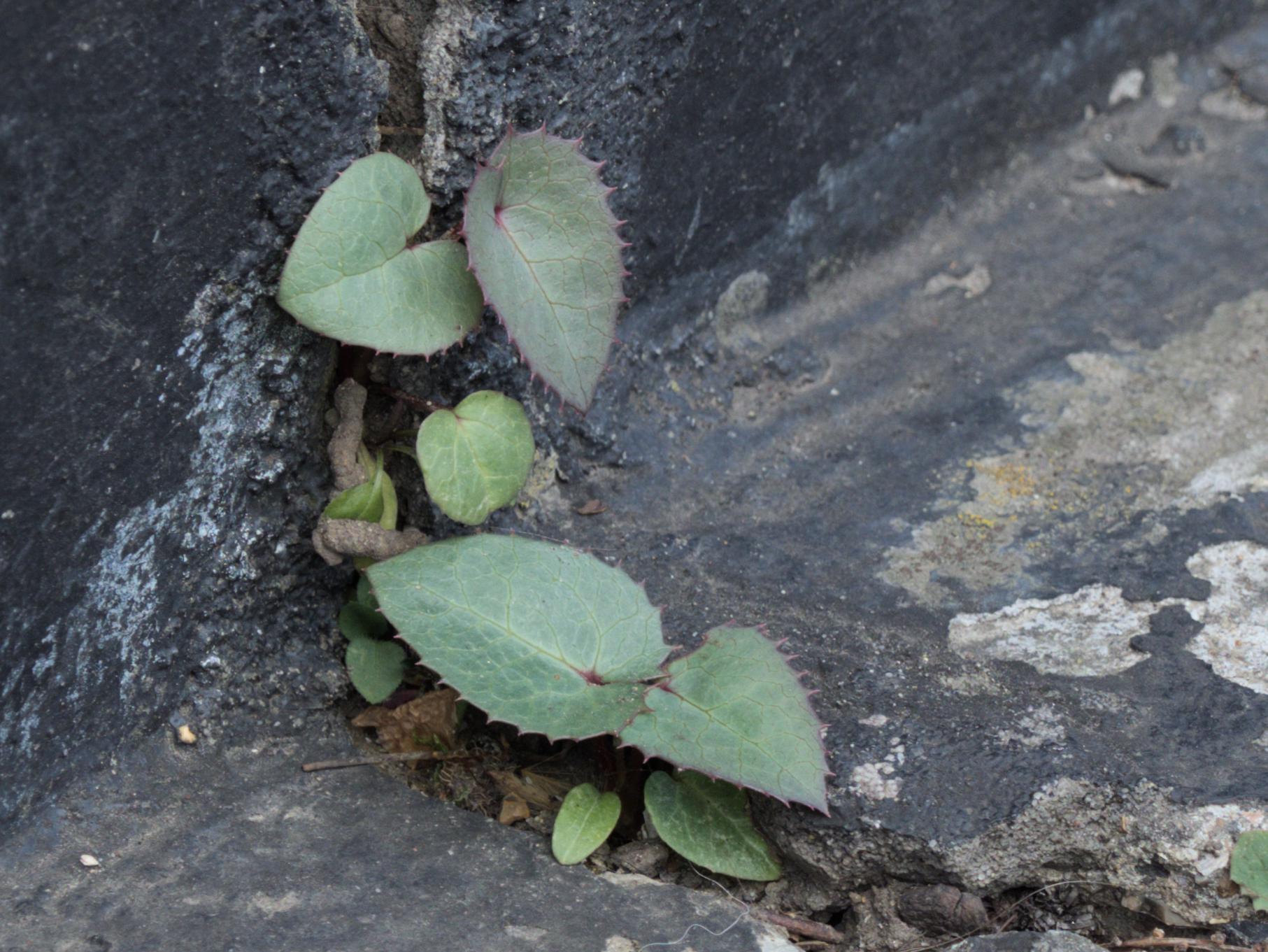 Corsican Hellebore (Helleborus argutifolius)