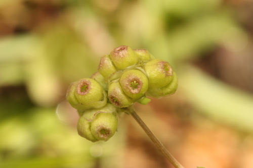 Bladder Cornsalad (Valerianella vesicaria)
