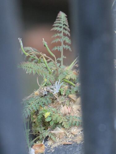 Corydalis cheilanthifolia, photograph 4