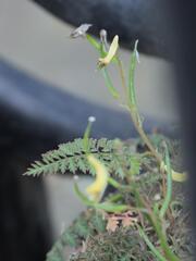 (c) Daniel Cahen, some rights reserved (CC BY) Corydalis cheilanthifolia, photograph (c) Daniel Cahen, some rights reserved (CC BY)