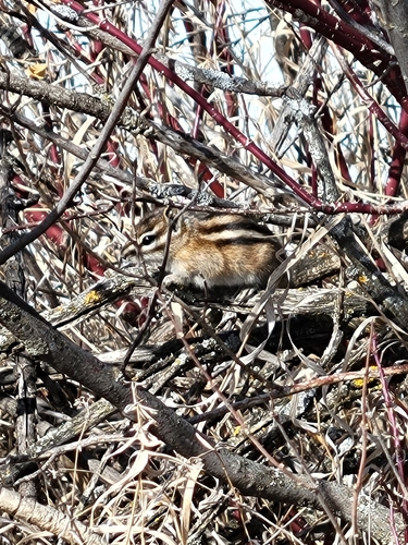 Least Chipmunk observed by loisplumer