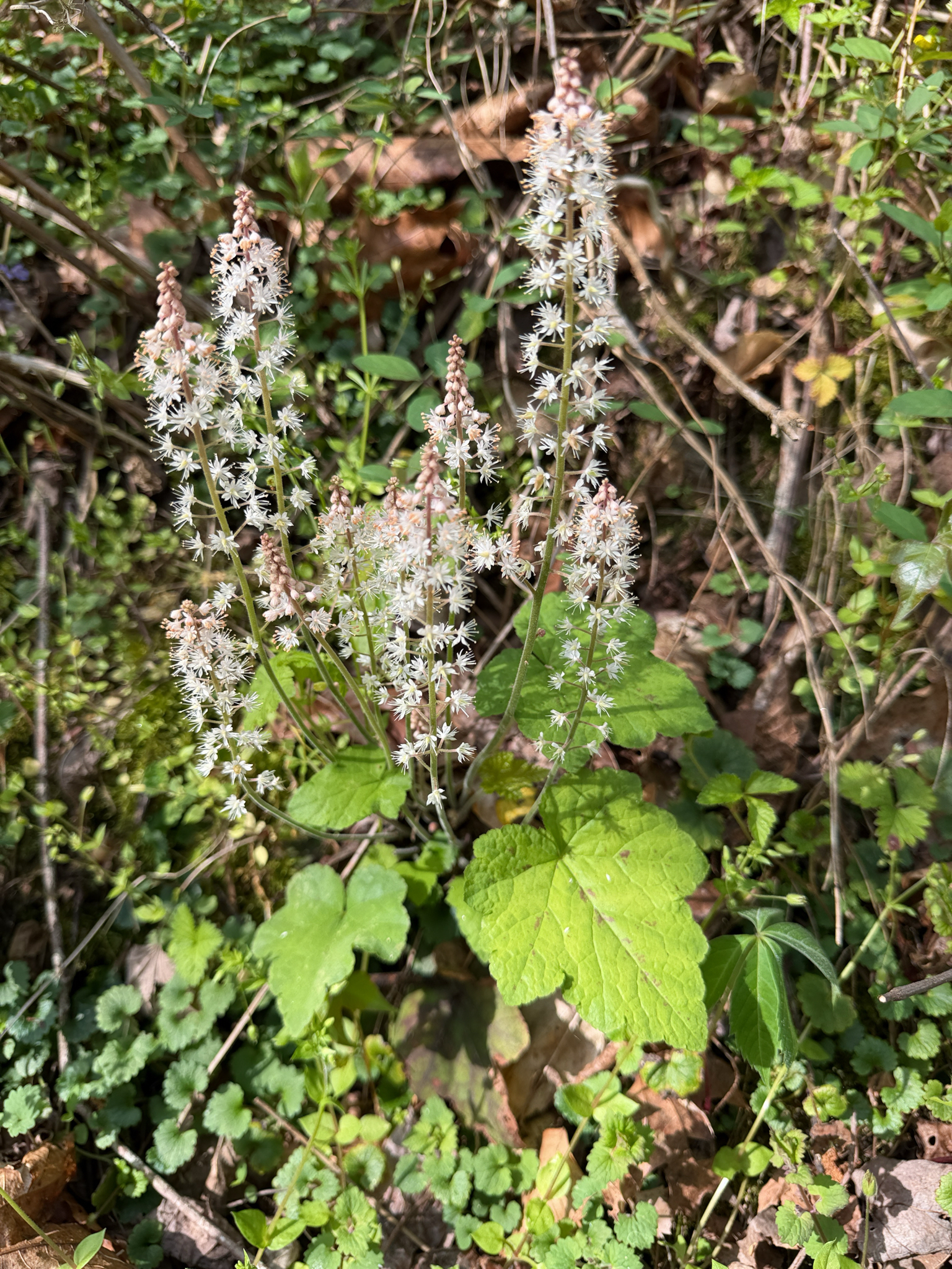 Heartleaf Foamflower (Tiarella cordifolia)