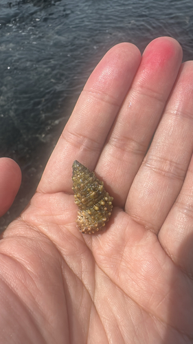 Cerithium echinatum observed 2026-04-11