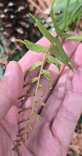 Christmas fern