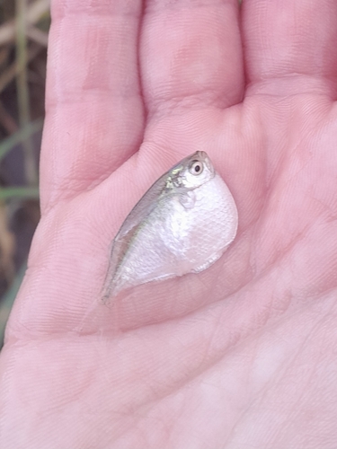 Hatchet tetra (Thoracocharax stellatus) — Gasteropelecidae