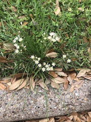 Nothoscordum bivalve